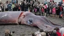 深海恐怖杀手：17米巨鱿鱼！