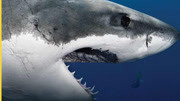 国家地理：阿拉斯加绝命鲨
