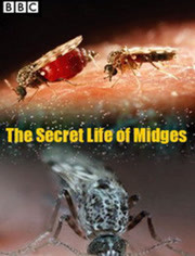 BBC：蚊子的秘密生活