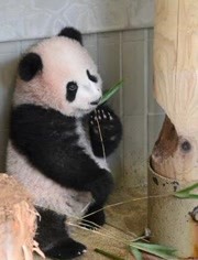 旅日熊貓香香成長史