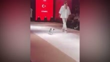 伊斯坦布尔时装秀上 猫咪突然登上T台开始抢戏