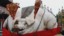 世界上最大的“猪王”，重达1吨几次闯“鬼门关”，死后众人祭拜