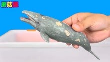 学习一下灰鲸和敦克莱奥斯等海洋动物 趣味识动物 中英双语版