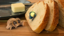 《小蜘蛛卢卡斯》趣味萌物小动画——饥饿的小蜘蛛与它的新朋友！