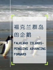 福克兰群岛的企鹅
