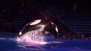 夜晚的聖安東尼奧海洋世界精彩海豚表演