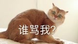 我一好可怜的猫子