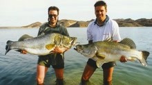 尼罗河鲈鱼入侵维多利亚湖后成吃货，200多种本土鱼被吃“灭门”