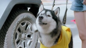 Watch the latest Hero Dog (Season 3) Episode 15 with English subtitle English Subtitle