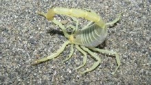 世界上最大的蝎子 体长达40厘米