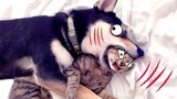 猫狗打架讲究招数配合