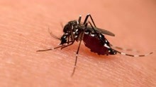 吸血为生的蚊子，会传播艾滋病吗？