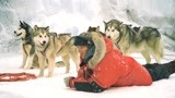 男子不小心摔断了腿，随行的狗救了他，暖心的电影《南极大冒险》