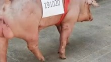 湖北新晋“猪王”诞生 一头种猪拍出 3.3万元
