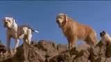 温情的家庭动物片《看狗在说话》三只宠物的旧金山大冒险！