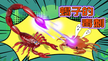 蛙趣潮玩 第8集 古老陆生动物蝎子如何攻击敌人呢