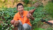 农村小伙亲手种的红薯，不打药不施化肥，挖了三个一个比一个大！