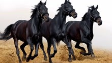 黑到发亮的种马，嚣张的闯入马群！引起了其他马儿的骚乱