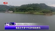 隆昌古宇湖今年迎来首批候鸟