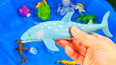 带你认识在大海里生活的鲸鲨玩具