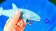 教你认识最大的鲨鲸鲨玩具