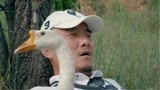 一条消息让李总眉开眼笑，跋山涉水的他为何要带一只鹅？