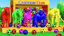 大象黑猩猩马玩彩色足球