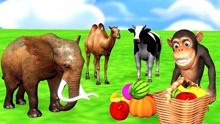 小猴子大象骆驼牛吃水果
