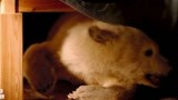 北极大冒险：北极熊被自己阿姨发现了，阿姨当然不允许养熊了！