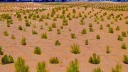 我國在塔克拉瑪乾沙漠，投資上億種下大量植物，現在成了啥情況？