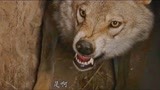 狼图腾：母狼为了保护幼崽，将人们引到了旧狼窝！