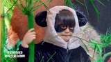 宝贝当家：富家小姐假扮熊猫，骗过坏蛋，真是太聪明了