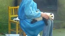 一只熊猫宝宝被当桌垫，反抗无效后一脸无奈，镜头记录全过程.txt