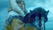 多哥：美国传奇雪橇犬，连续跑640公里脚都跑烂了，救了几百人