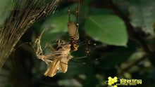树蟋蟀自投罗网，大金珠岂能放过到嘴大餐，直接将其咬死