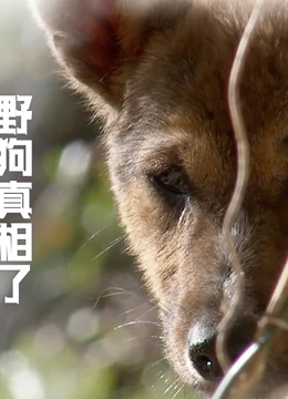 野狗真相了