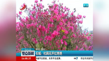 [图]石城:杜鹃花开红艳艳