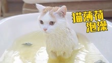 [图]用猫薄荷给猫洗澡，猫居然定住了，好享受！