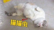 [图]母猫怀孕40天后，行为越发怪异，这是怎么了？