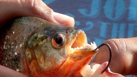 恐怖的食人鱼,又名老虎鱼,能把猎物撕咬得粉碎!