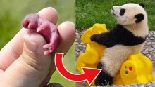 4个意想不到的动物幼崽，熊猫刷新了三观！
