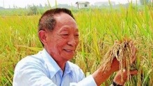 袁隆平院士逝世，关于杂交水稻之父的故事，这些你可能从未了解过