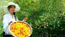满山的野果无人采摘，香香摘了满满一篮子，做成树莓干可以放一年