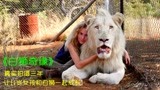耗时3年拍出的纪录片，11岁女孩和白狮一起成长，白狮奇缘