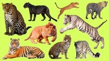 介绍动物园的大型猫科动物