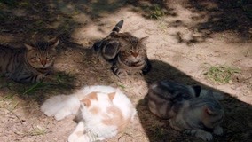 ดู ออนไลน์ อธิษฐานรัก ยัยแมวเหมียว Ep 6 หนังตัวอย่าง ซับไทย พากย์ ไทย