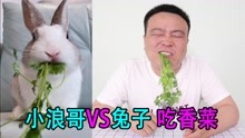 小浪哥和兔子比赛吃香菜，最后结果让你意想不到！