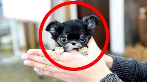 最小的狗排名图片