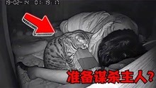 [图]那些动物们喜欢干的奇怪的事情，猫咪晚上会企图谋杀主人？