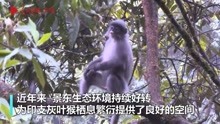 云南景东：国家一级保护动物灰叶猴数量超过2000只